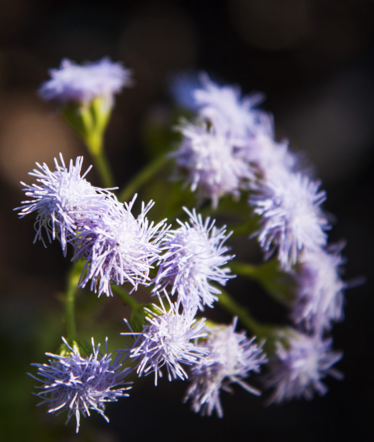 purple tendril flowers