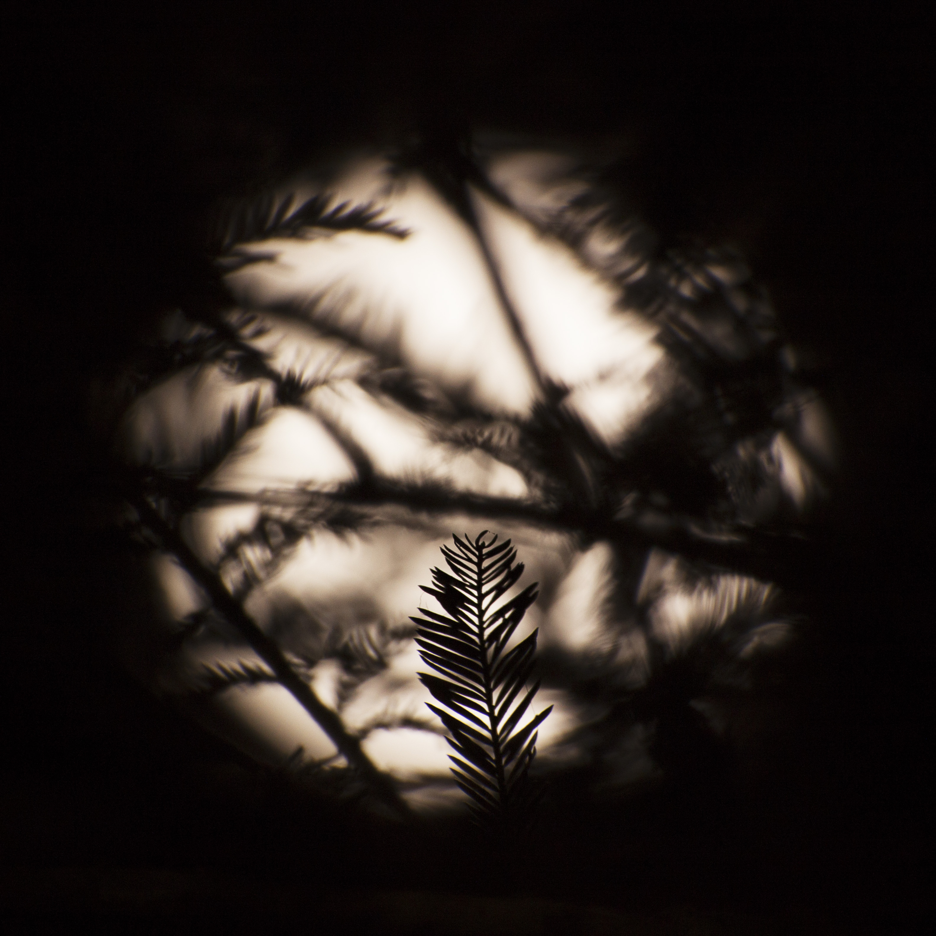 pine leaf in front of moon